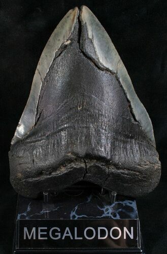 Huge Megalodon Tooth #8187
